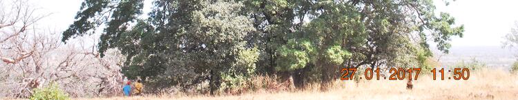 The Ancestral Tree